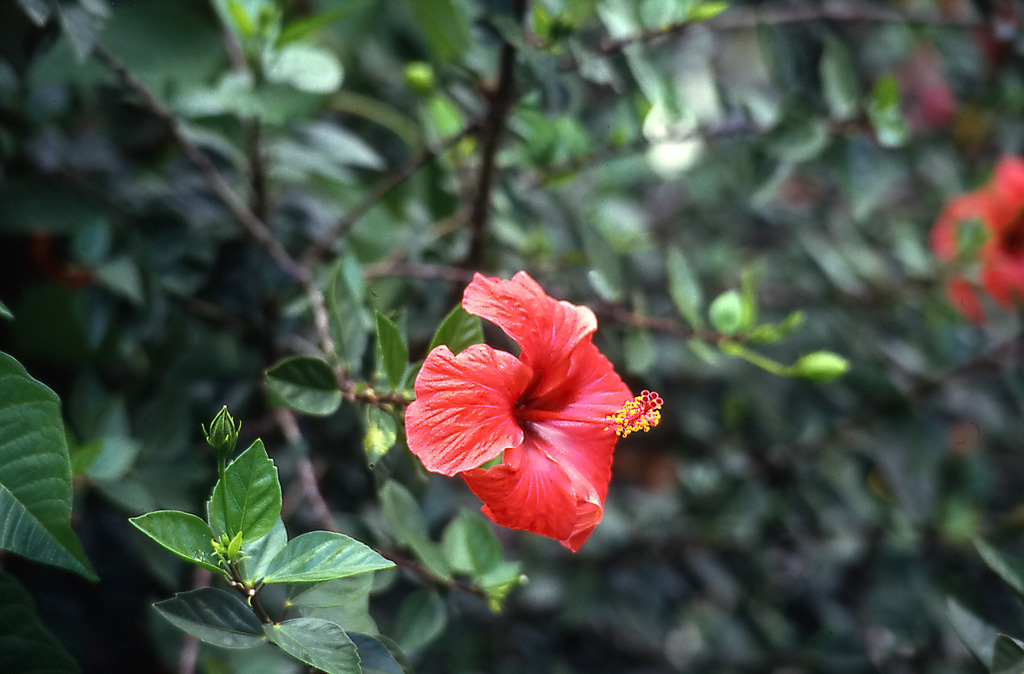 Hibiscus-på-Madeira-1986