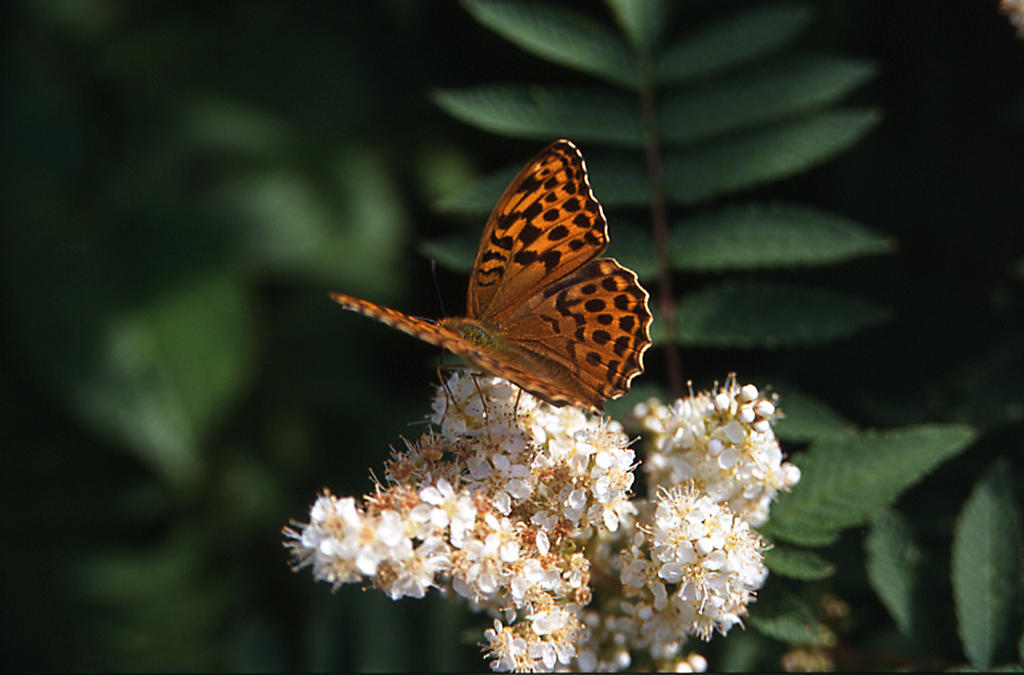 Pärlemorfjäril på blommande Rönnspirea 2002 