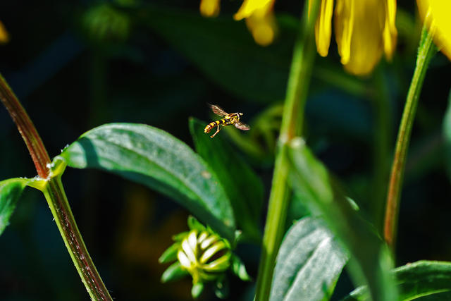 En-Blomfluga i-rabatten-2007