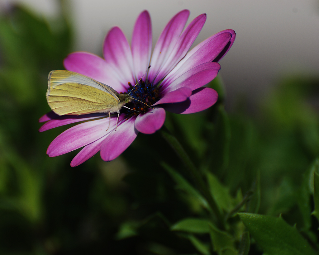 Ängsvitvinge-på-en-trädgårsblomma-2008