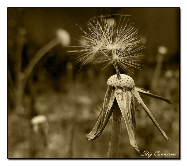 Maskrosfrön koverterad till svartvit sepia 2009