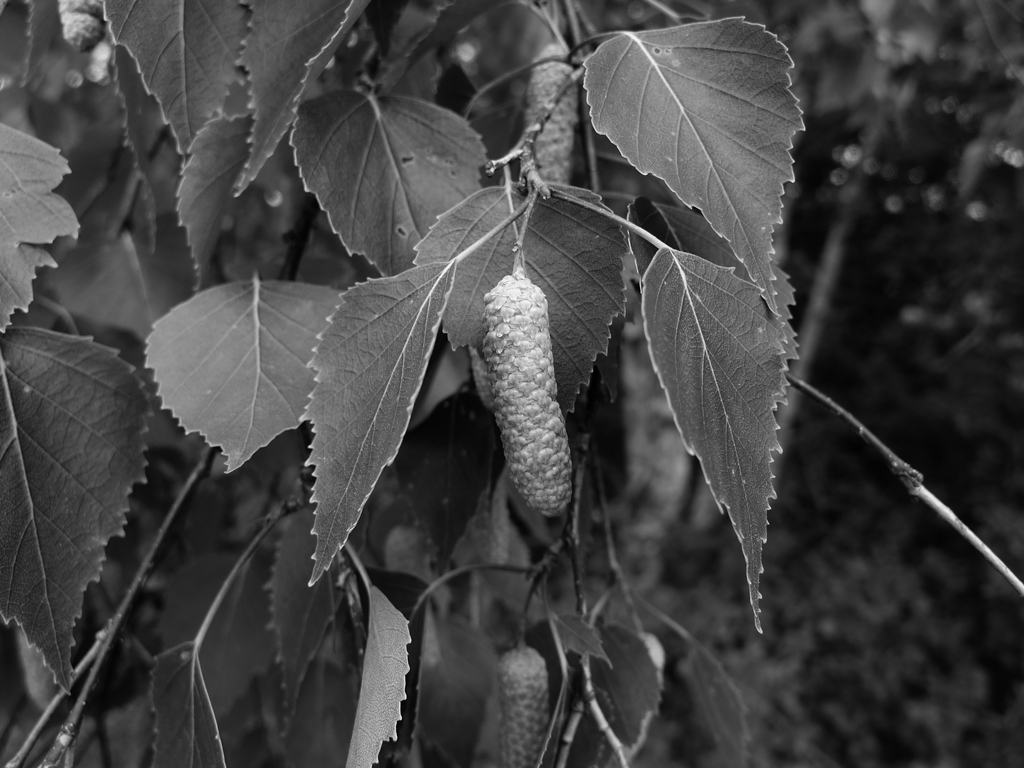 Björklöv-med-hängen-2009 Panasonic LX3