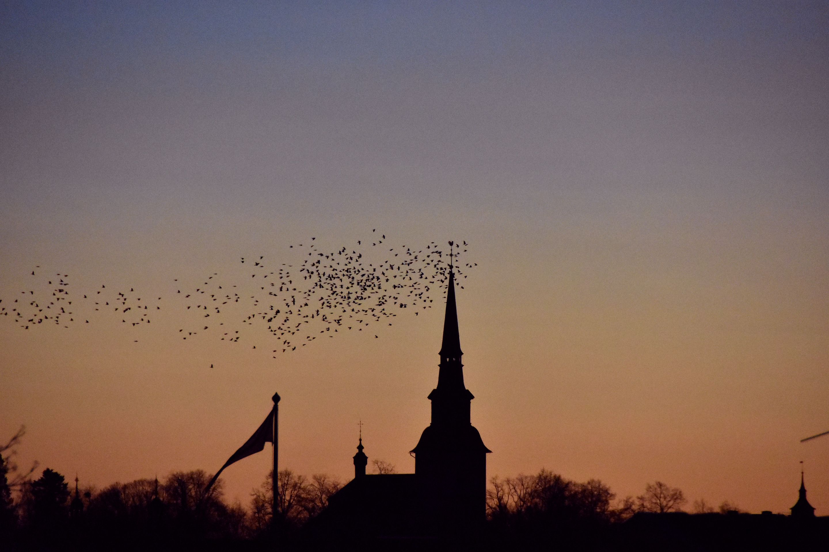 Kajor vid Lindesbergs kyrka Annandag jul 2016