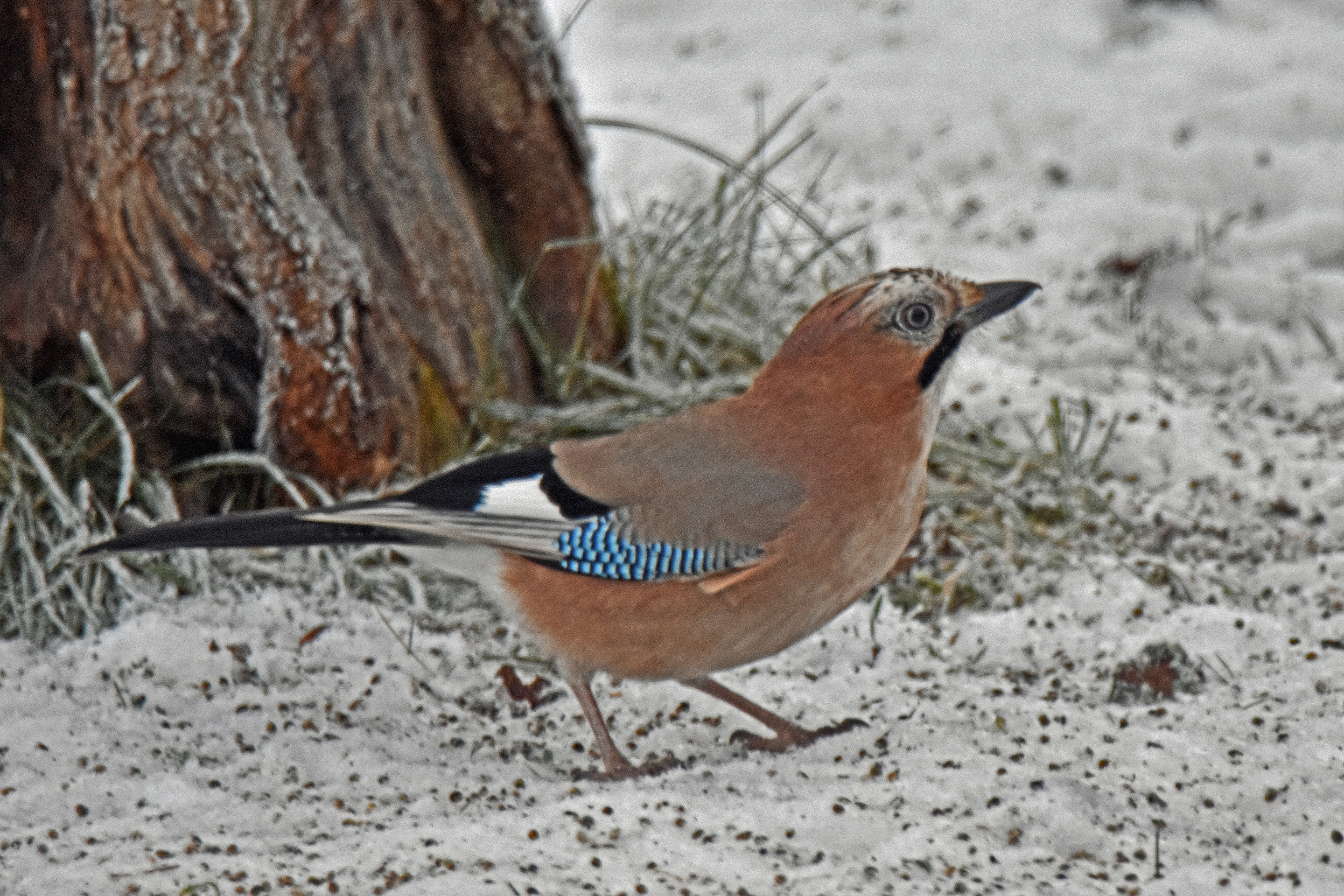 DSC_1879 En Nötskrika på besök den 30 dec. 2018 kopiera 