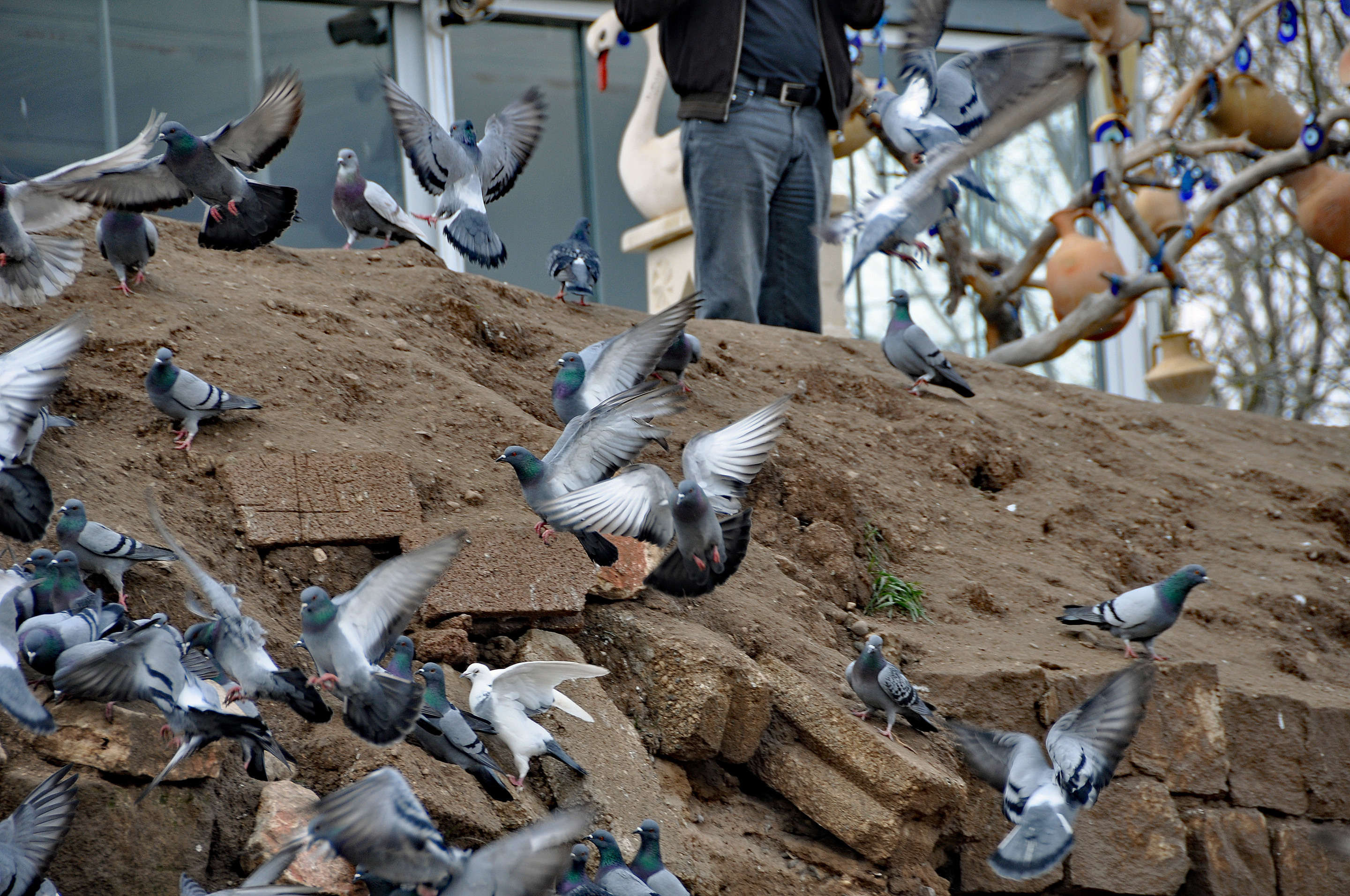 DSC_0212 Duvor vid Pigeon Valley