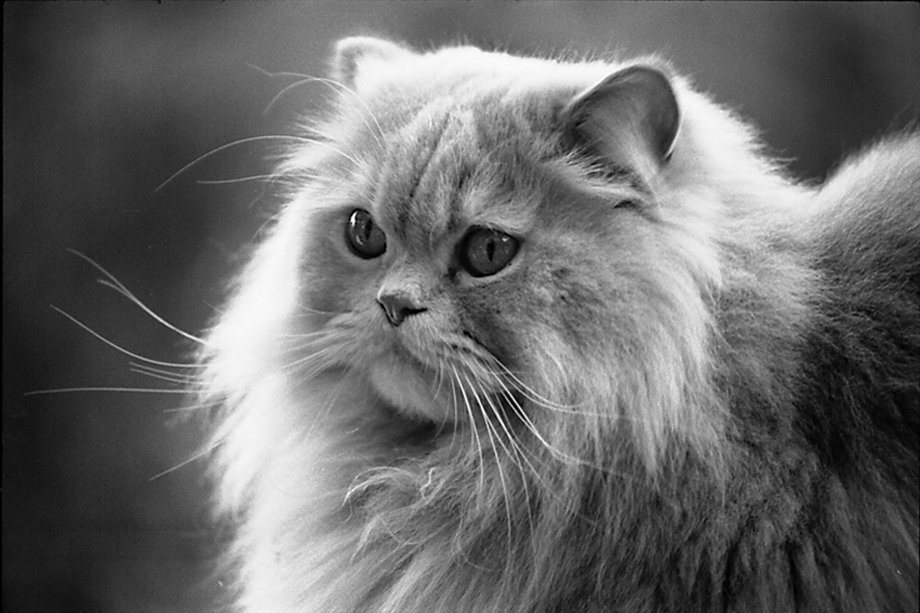 Cedric 1986 